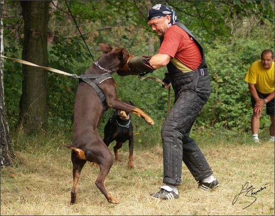 Summer training camp - Jelenec - 2007